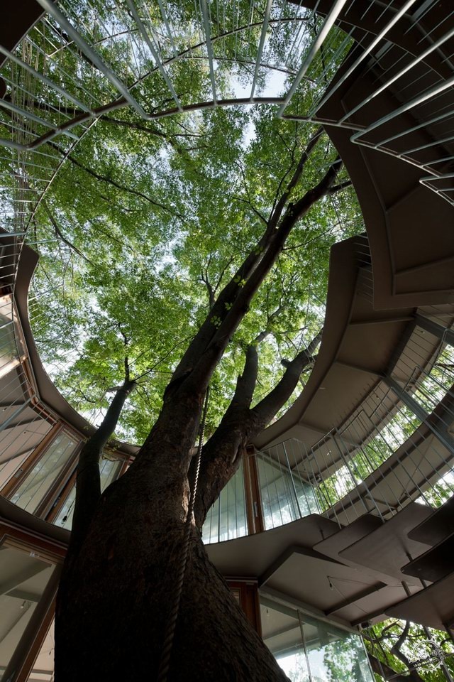 ׶԰Ring Around a Tree by Tezuka Architects11ͼƬ