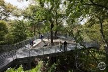 ̽ TREE ADVENTURE BY METCALFE ARCHITECTURE