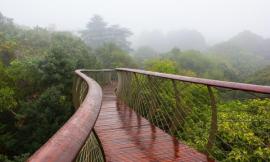 Tree Canopy Walkway at Kirstenbosch / mta